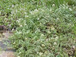 Image result for Rorippa nudiuscula