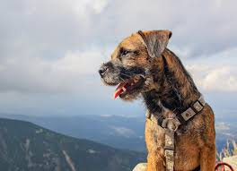 Image result for border teriér