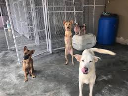 Second chance animal society, hulu langat, negeri sembilan, malaysia. 11 Places To Volunteer With Animals In Malaysia If You Re Always Feeding Strays In Your Hood Thesmartlocal Malaysia Travel Lifestyle Culture Language Guide