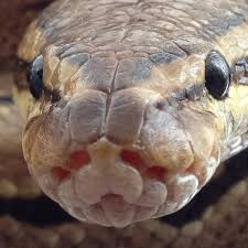 For pet ball pythons you will want to keep humidity somewhere between 55% and 60%. How To Set Up A Plastic Tub For Ball Pythons Pethelpful