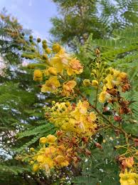 Image result for Caesalpinia sappan