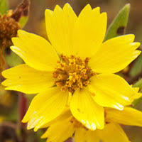 Image result for Aspilia mossambicensis