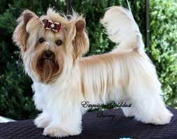 Image result for white yorkshire terrier