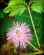 Along with the name of fruits in english, their pronunciation in hindi has also been given, which will make you easier to read and understand. Flowers Name In Hindi English à¤« à¤² à¤• à¤¨ à¤® Name Of Flowers List