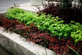 We did not find results for: Flirt Nandina Plants For Sale Online The Tree Center