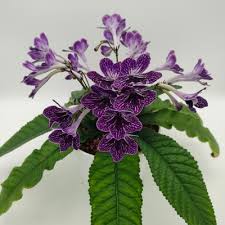 Image result for Streptocarpus sp.nov. aff. S. grandis