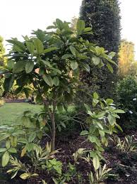 Image result for Tabernaemontana crassa