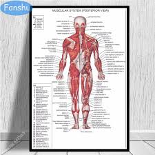 This diagram depicts human heart anatomy for kids 744×991 with parts and labels. Art Poster Anatomical Chart Human Body Anatomy Medical Posters And Prints Wall Art Decoration Canvas Painting Room Home Art Deco Painting Calligraphy Aliexpress