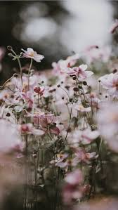 Pastel Pink Flowers Iphone Wallpaper Iphone 11 Wallpaper Flowers 640x1136 Wallpaper Teahub Io