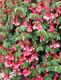 Fuchsia Begonia Begonia Plants Perennial Flowering Plants Begonia