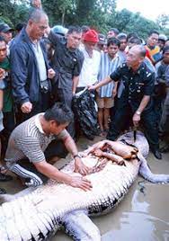 The legend of bujang senang year 5 refer english textbook year 5 page 37. Here S The Story Behind Bujang Senang A Crocodile That Once Terrorized Sarawak