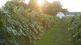 Red, White, and Blueberry Festival at Mallow Run