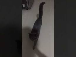 Kizginliga Giren Erkek Kedimin Minnoslugu Youtube