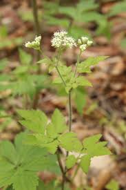 Image result for Dialium holtzii