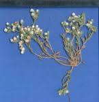 Image result for Helichrysum argyrosphaerum