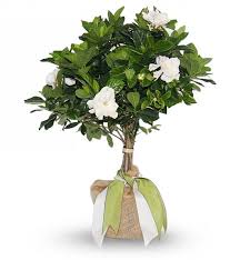 Our collection of sympathy plants includes both plants delivered by a local florist and a selection that can be shipped to the family's home or office. Best Ways To Gift Memorial Trees For Loved Ones