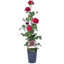 Torbogen kletterrosen , rosenbogen, pergola, gartendeko ,spalier. Obi Kletterrosen Verschiedene Sorten Rot Hohe Ca 10 15 Cm Topf Ca 2 L Kaufen Bei Obi