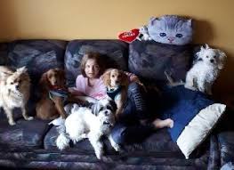 Maybe you would like to learn more about one of these? Canada Pet Boarding Sitting Grooming Petbacker