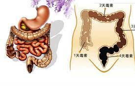 你知道嗎 天天大便小腹還是那麼大的原因竟然是 狂排宿便要這樣做才行 love分享 enamel pins pin