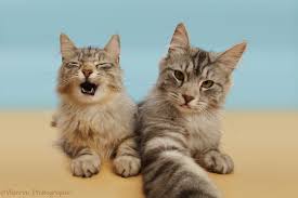 Silver Tabby Cats Doing A Cat Selfie Photo Wp46181