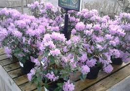 Barton Grange Garden Centre On Twitter Plants Flower Garden Garden Center