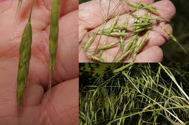 Image result for Bromus leptoclados