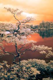 Siamese Dream Infrared Fine Art Landscape Photography Print Etsy Fine Art Landscape Fine Art Landscape Photography Landscape Photography