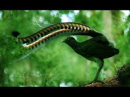 Pin Di Suara Burung