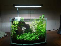 Pin On Low Tech Aquarium