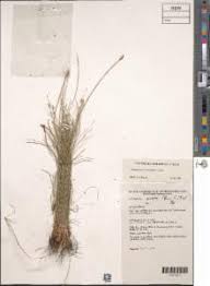 Image result for Abildgaardia ovata