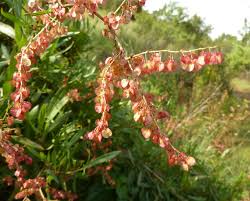 Image result for Rumex sagittatus