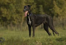 Chart Angielski Greyhound