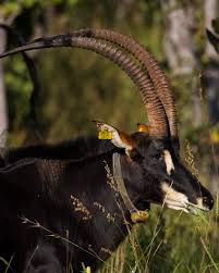 Image result for Selago angolensis