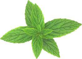 Pepermint Png Image Pepermint Plant Leaves Perennial Plants