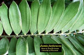 Image result for Alafia zambesiaca