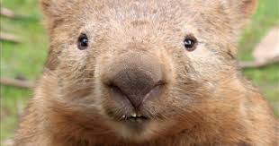 Bare Nosed Wombat Who Said I Was Shy Showing The Great Features Of This Native Animal Beaver Like Teeth Small Eyes And Coar Animals Happy Animals Wombat