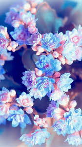 You can also upload and share your favorite blue cute wallpapers. Amazing Flowers Lockscreen Wallpapers Blue Flower Wallpaper Floral Wallpaper Flower Wallpaper