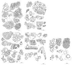 Image result for Flabellaria paniculata