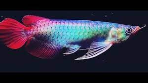 Best Top 10 Royal Grade Arowana Fish Arowana Fish With Royal Colors The Dragon Fish Youtube