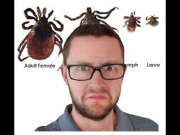 5 herbs that Repel MOSQUITOES and TICKS Naturally