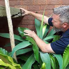 Many of our building inspectors have over 30. Coffs Harbour Building Pest Inspector Inspect My Home