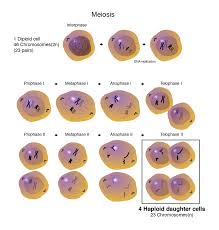 We did not find results for: Haploid