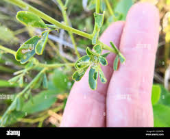 Image result for Rhynchosia sordida