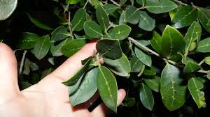Image result for Chionanthus foveolatus