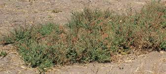 Image result for Baissea wulfhorstii