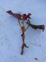 They also don't need how are you going to fertilize your begonias? Propagating Begonias From Cuttings Gardening In La