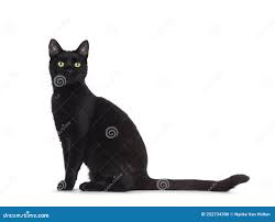 白色背景中的黑猫库存照片. 图片包括有详细, 正常, 似猫, 敬慕, 外套, 成人, 宠物, 保险开关- 252734306