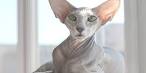 How to Differentiate Between a Peterbald and a Sphynx Cat ...