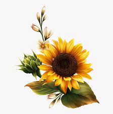Download Sunflower Watercolor Png Real Sunflower Transparent Background Png Download Transparent Png Image Pngitem