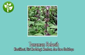 Biji selasih adalah biji yang dihasilkan oleh tanaman selasih. Tanaman Selasih Klasifikasi Ciri Morfologi Manfaat Dan Cara Budidaya Dosenpertanian Com